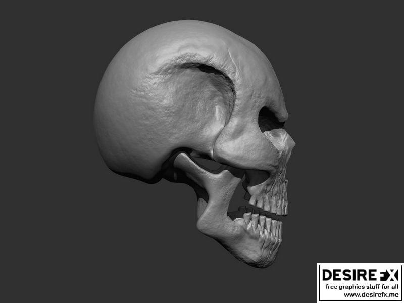 风格化骷髅 3D打印模型|Stylized Skull 3D print model