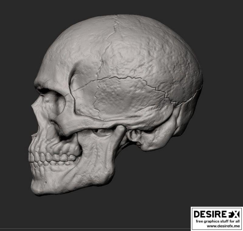 男性头骨 3D打印模型|Male Skull 3D print model