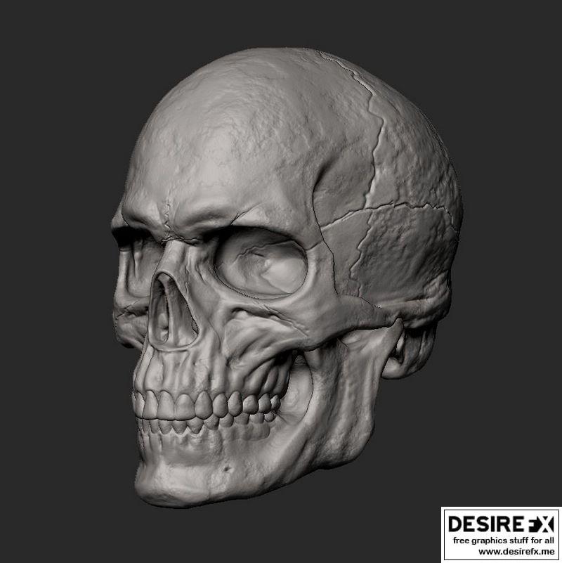 男性头骨 3D打印模型|Male Skull 3D print model