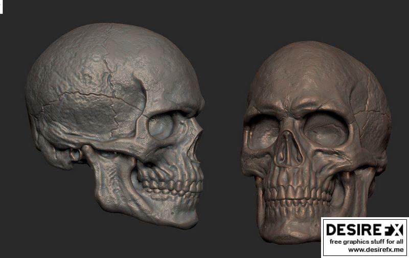 男性头骨 3D打印模型|Male Skull 3D print model