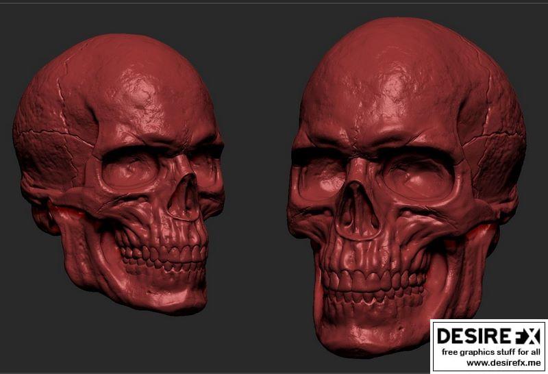 男性头骨 3D打印模型|Male Skull 3D print model