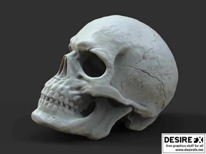 男性头骨 3D打印模型|Male Skull 3D print model