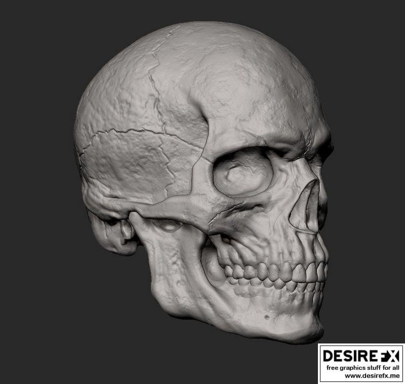 男性头骨 3D打印模型|Male Skull 3D print model