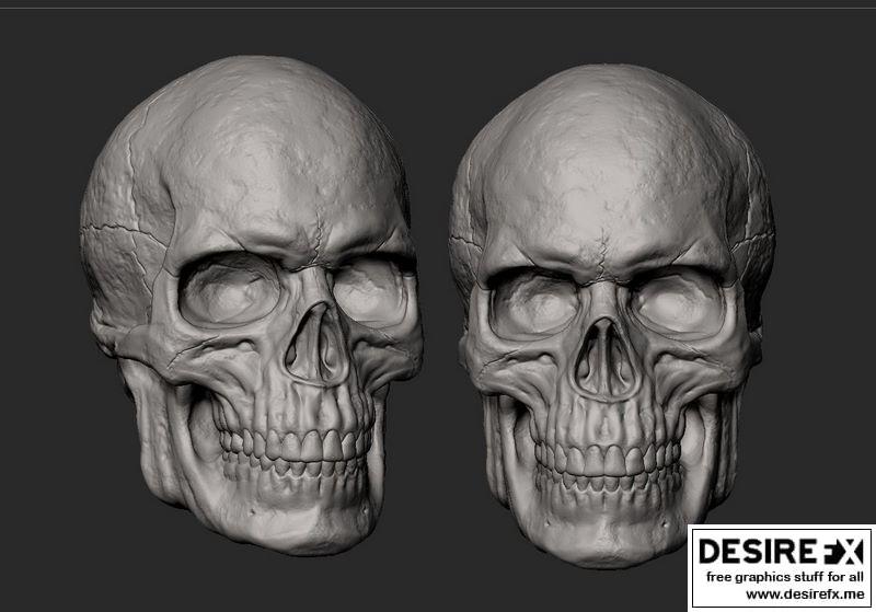 男性头骨 3D打印模型|Male Skull 3D print model