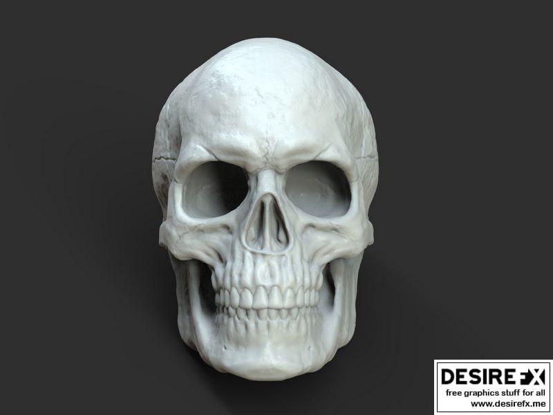 男性头骨 3D打印模型|Male Skull 3D print model