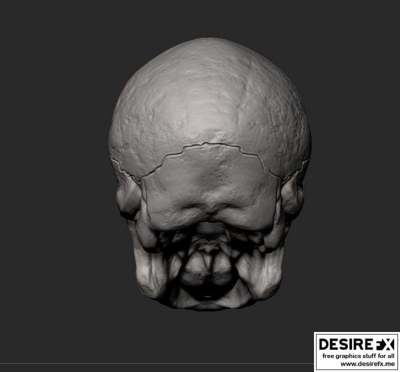 男性头骨 3D打印模型|Male Skull 3D print model
