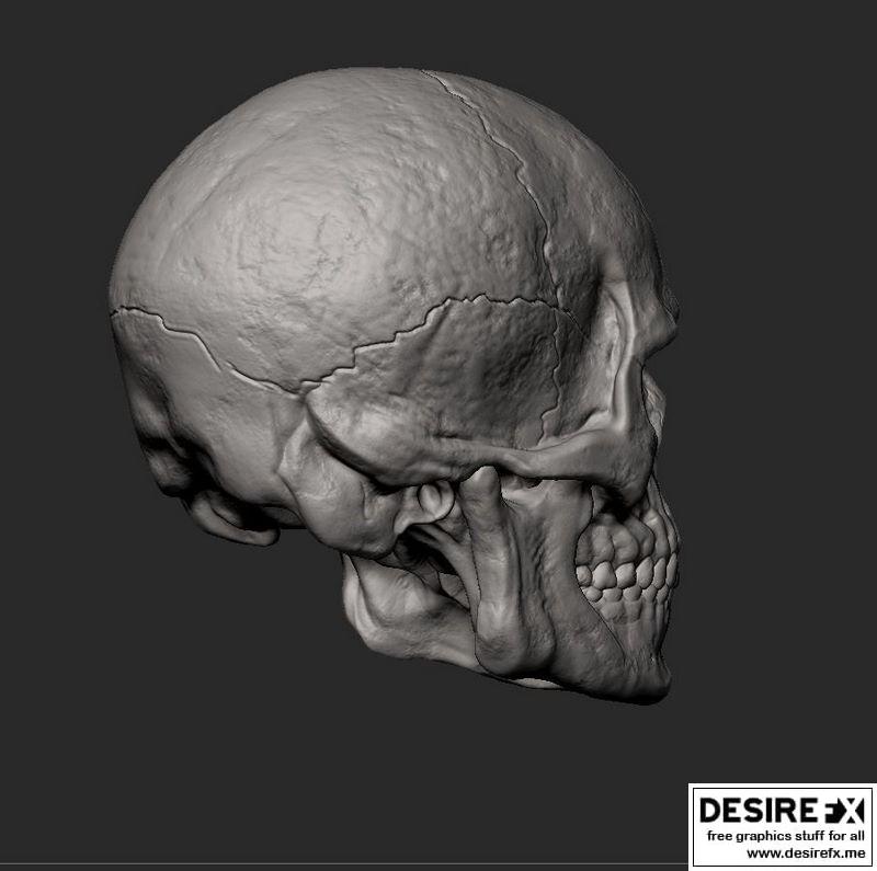 男性头骨 3D打印模型|Male Skull 3D print model