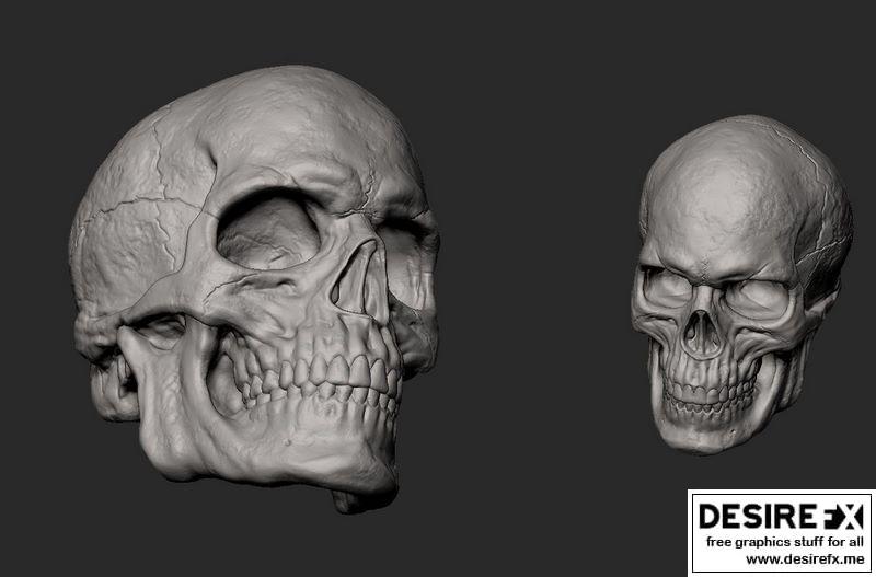 男性头骨 3D打印模型|Male Skull 3D print model