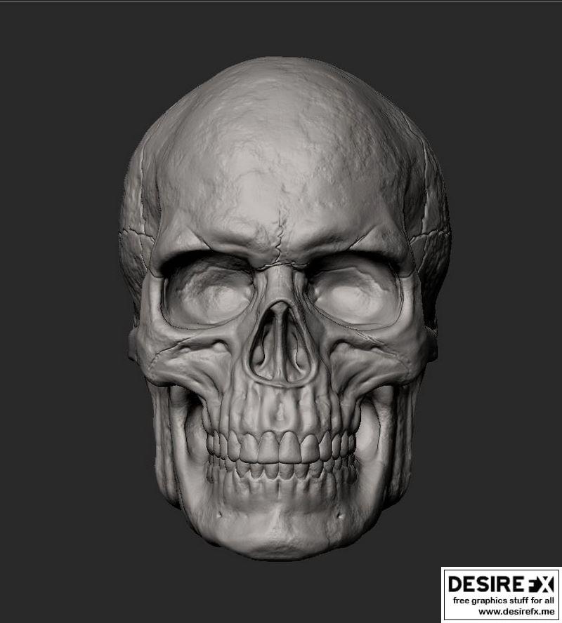男性头骨 3D打印模型|Male Skull 3D print model