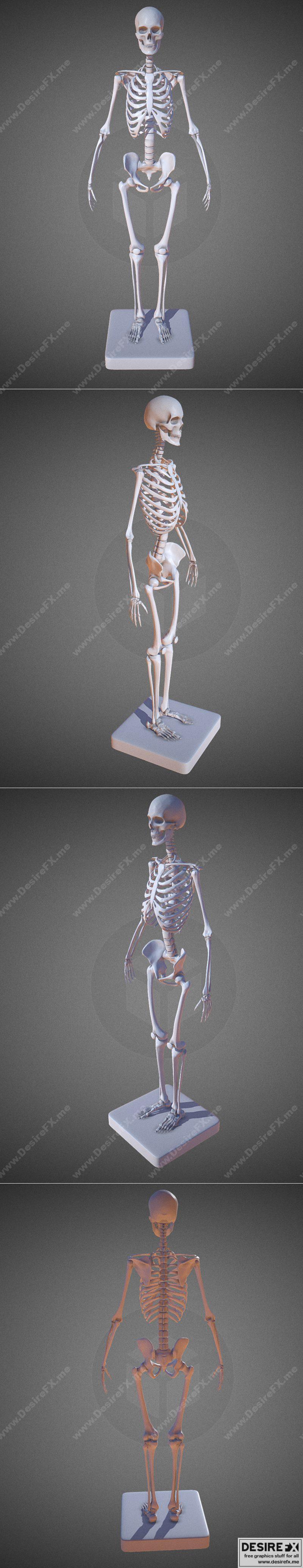 3D打印女性骨架模型|Female Skeleton – 3D Print Model STL