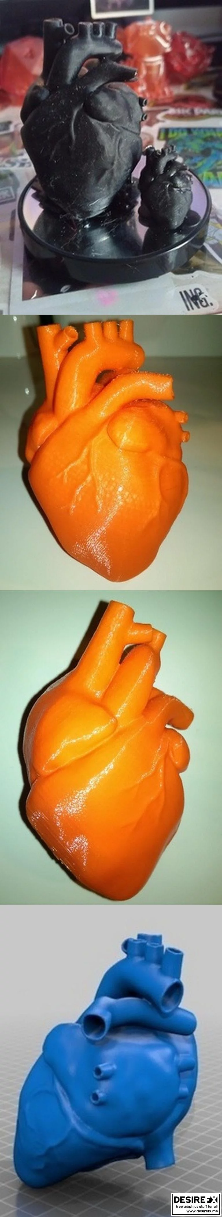 解剖之心 3D打印模型|Anatomical heart