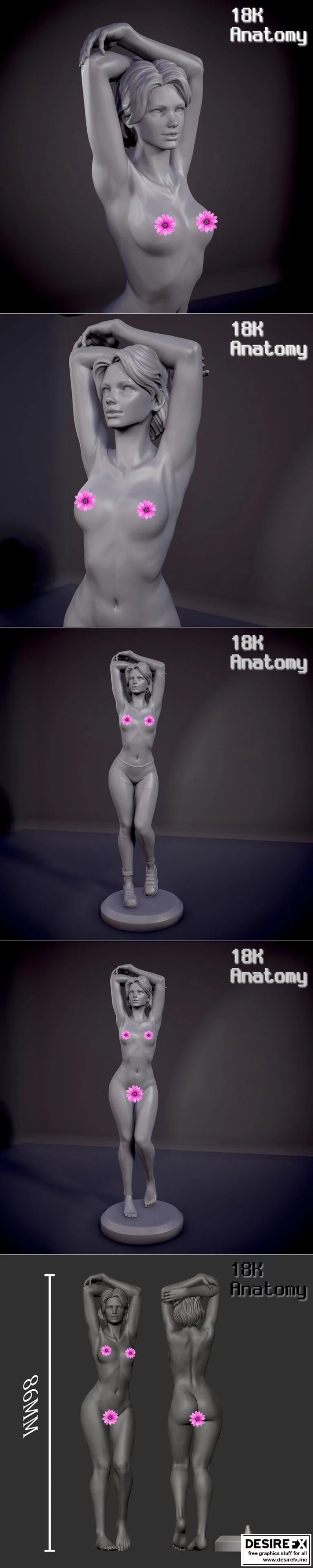 18K人体解剖结构——女性角色3D打印模型|18K Anatomy – Woman remastered
