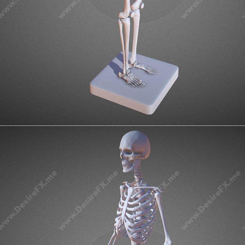 3D打印女性骨架模型|Female Skeleton – 3D Print Model STL